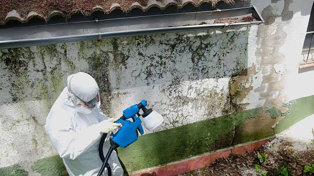 Trusted Mold Inspection service in Rising Sun, MD - Cheap Mold Removal